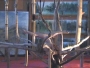Sissi contorsion, danseuse contorsionniste