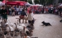 Cie DOG TRAINER 