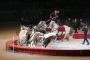 Vargas Show equestre 